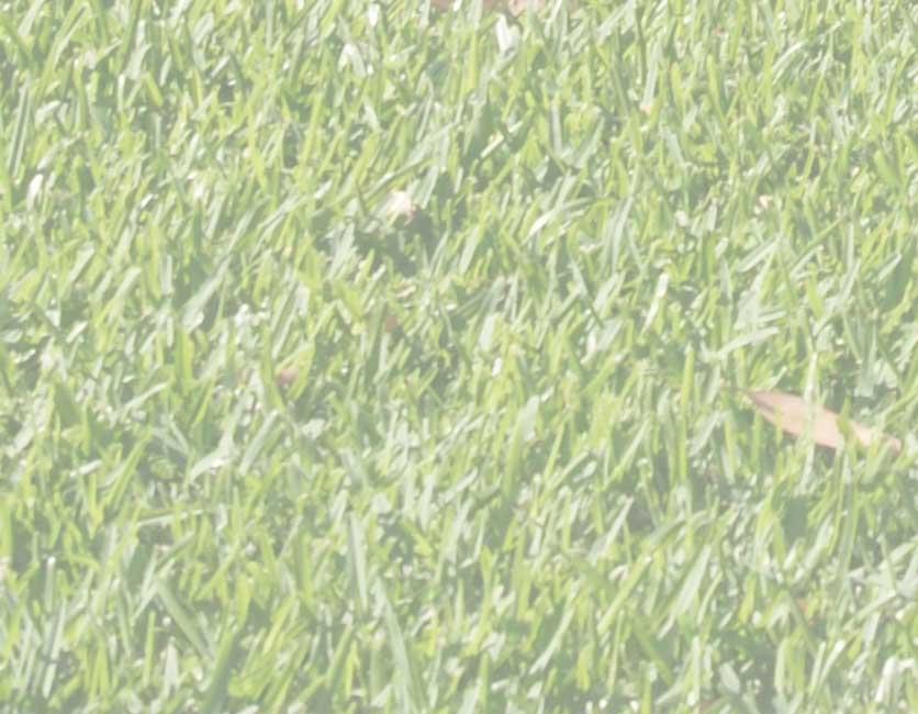 Grassbackground