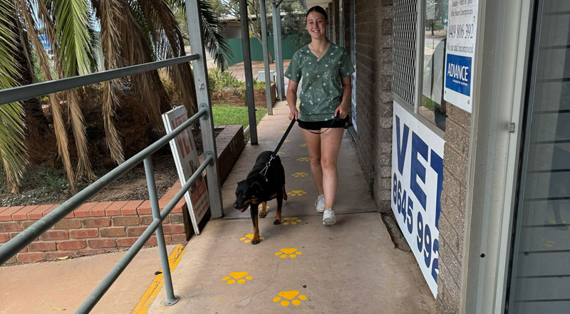 Paw prints show the way to the vets